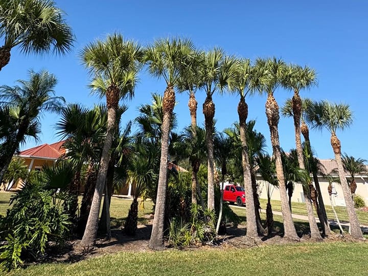 Beautifully trimmed royal palm trees in North Port, FL.