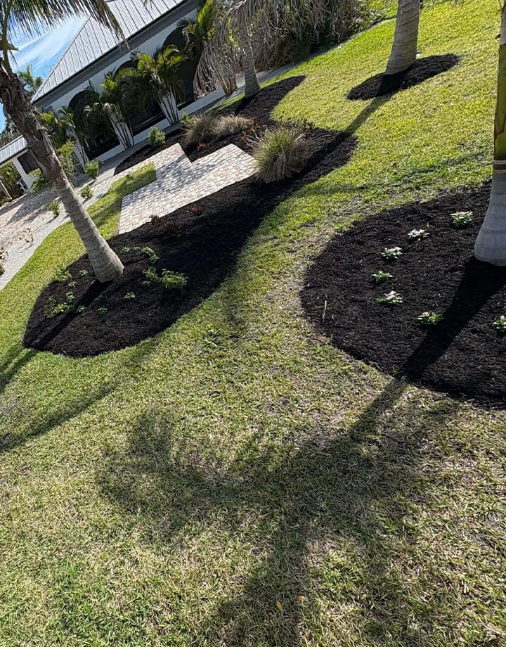 Landscape beds with fresh mulch, new plants, and trimmed palm trees.