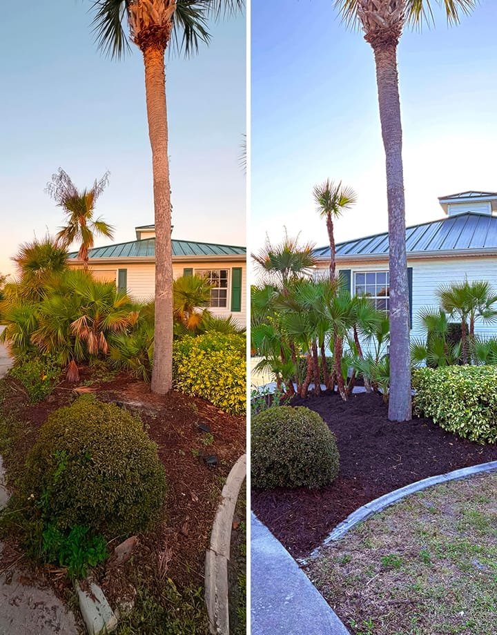 Before and after of a front yard cleanup project in Punta Gorda, Fl.