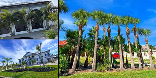 Punta Gorda Tree Services